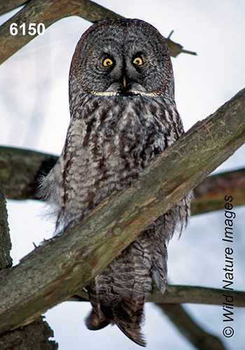 Great Grey Owl (Strix nebulosa)